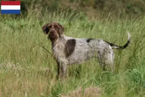 Lire la suite à propos de l’article Griffon d’arrêt à poil dur Éleveurs et chiots aux Pays-Bas