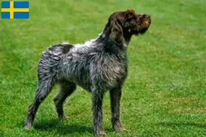 Lire la suite à propos de l’article Griffon d’arrêt à poil dur Éleveurs et chiots en Suède