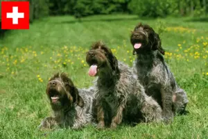 Lire la suite à propos de l’article Griffon d’arrêt à poil dur Éleveurs et chiots en Suisse