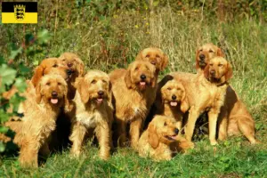 Lire la suite à propos de l’article Griffon Fauve de Bretagne Éleveurs et chiots en Baden-Württemberg