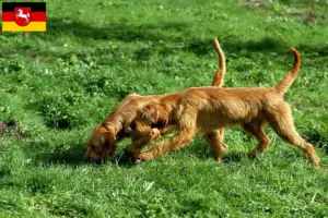 Lire la suite à propos de l’article Griffon Fauve de Bretagne Éleveurs et chiots en Basse-Saxe