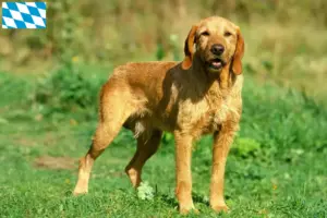 Lire la suite à propos de l’article Griffon Fauve de Bretagne Éleveurs et chiots en Bavière