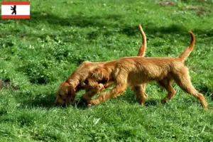 Lire la suite à propos de l’article Griffon Fauve de Bretagne éleveurs et chiots à Berlin