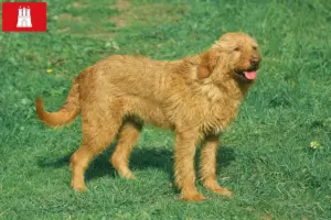 Lire la suite à propos de l’article Griffon Fauve de Bretagne éleveurs et chiots à Hambourg