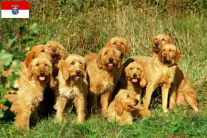 Lire la suite à propos de l’article Griffon Fauve de Bretagne Éleveurs et chiots en Hesse