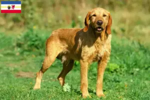 Lire la suite à propos de l’article Griffon Fauve de Bretagne Éleveurs et chiots dans le Mecklembourg-Poméranie occidentale