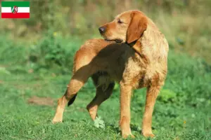 Lire la suite à propos de l’article Griffon Fauve de Bretagne Éleveurs et chiots en Rhénanie-du-Nord-Westphalie