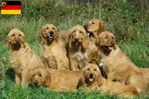 Lire la suite à propos de l’article Griffon Fauve de Bretagne Éleveurs et chiots en Rhénanie-Palatinat