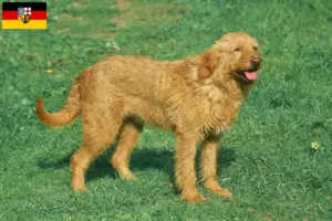 Lire la suite à propos de l’article Griffon Fauve de Bretagne éleveurs et chiots en Sarre