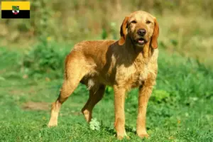 Lire la suite à propos de l’article Griffon Fauve de Bretagne Éleveurs et chiots en Saxe-Anhalt
