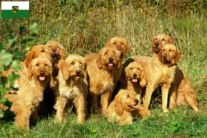 Lire la suite à propos de l’article Griffon Fauve de Bretagne éleveurs et chiots en Saxe