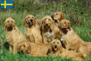Lire la suite à propos de l’article Griffon Fauve de Bretagne Éleveurs et chiots en Suède