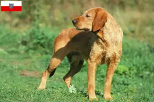 Lire la suite à propos de l’article Griffon Fauve de Bretagne Éleveurs et chiots en Thuringe