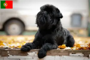 Lire la suite à propos de l’article Éleveurs de Griffons nains belges et chiots au Portugal