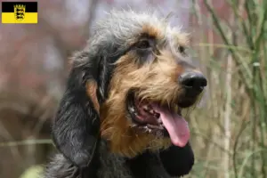 Lire la suite à propos de l’article Griffon Nivernais Éleveurs et chiots en Baden-Württemberg