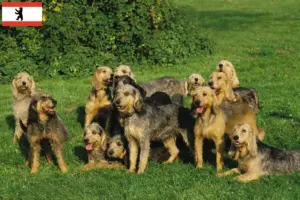 Lire la suite à propos de l’article Griffon Nivernais éleveurs et chiots à Berlin