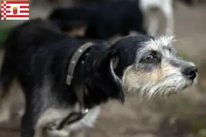 Lire la suite à propos de l’article Griffon Nivernais éleveurs et chiots à Bremen