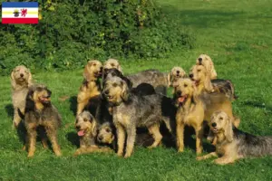Lire la suite à propos de l’article Griffon Nivernais Éleveurs et chiots dans le Mecklembourg-Poméranie occidentale