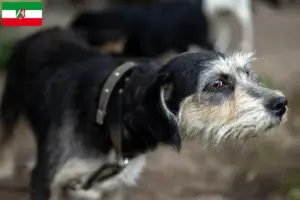 Lire la suite à propos de l’article Griffon Nivernais Éleveurs et chiots en Rhénanie-du-Nord-Westphalie