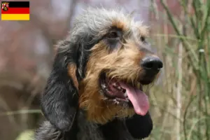 Lire la suite à propos de l’article Griffon Nivernais éleveurs et chiots en Rhénanie-Palatinat
