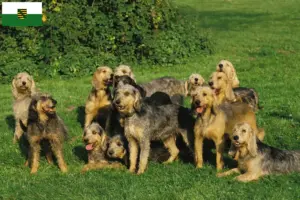 Lire la suite à propos de l’article Griffon Nivernais éleveurs et chiots en Saxe