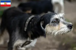 Lire la suite à propos de l’article Griffon Nivernais Éleveurs et chiots dans le Schleswig-Holstein
