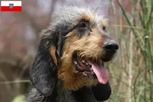 Lire la suite à propos de l’article Griffon Nivernais Éleveurs et chiots en Thuringe