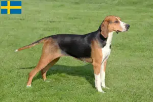 Lire la suite à propos de l’article Éleveurs et chiots de Hamiltonstövare en Suède