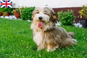 Lire la suite à propos de l’article Éleveurs de havanais et chiots en Grande-Bretagne