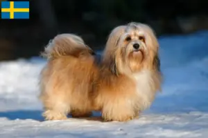 Lire la suite à propos de l’article Éleveurs de havanais et chiots en Suède