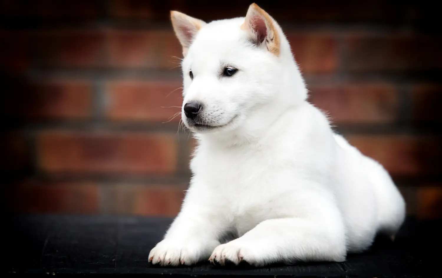 Acheter un chiot Hokkaido, c'est prendre ses responsabilités ! Acheter des chiots Hokkaido.