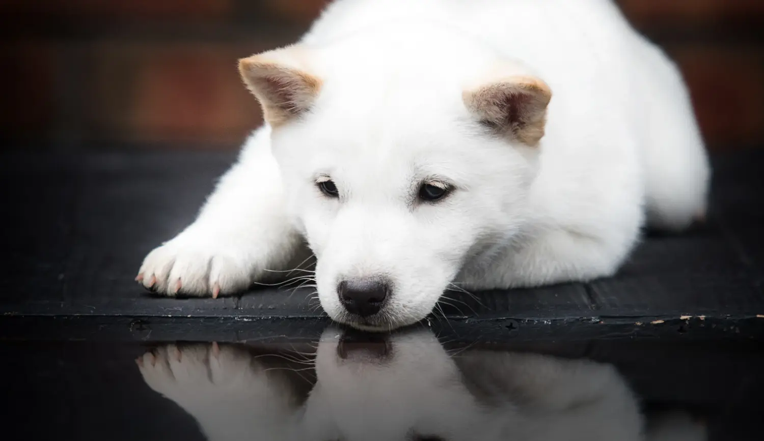 Acheter un chiot Hokkaido, c'est prendre ses responsabilités ! Acheter des chiots Hokkaido.