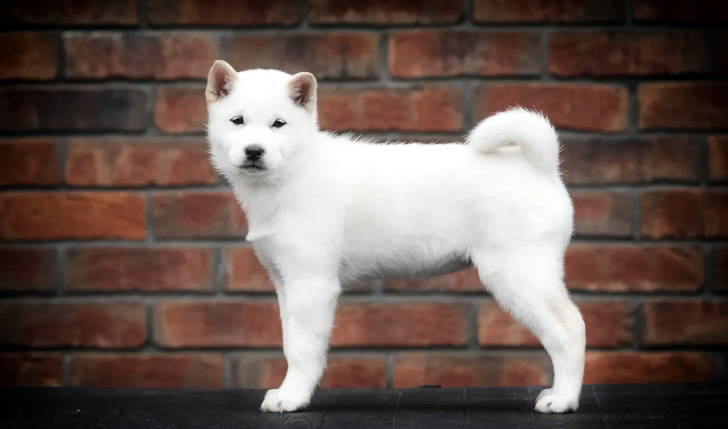 Acheter un chiot Hokkaido, c'est prendre ses responsabilités ! Acheter des chiots Hokkaido.
