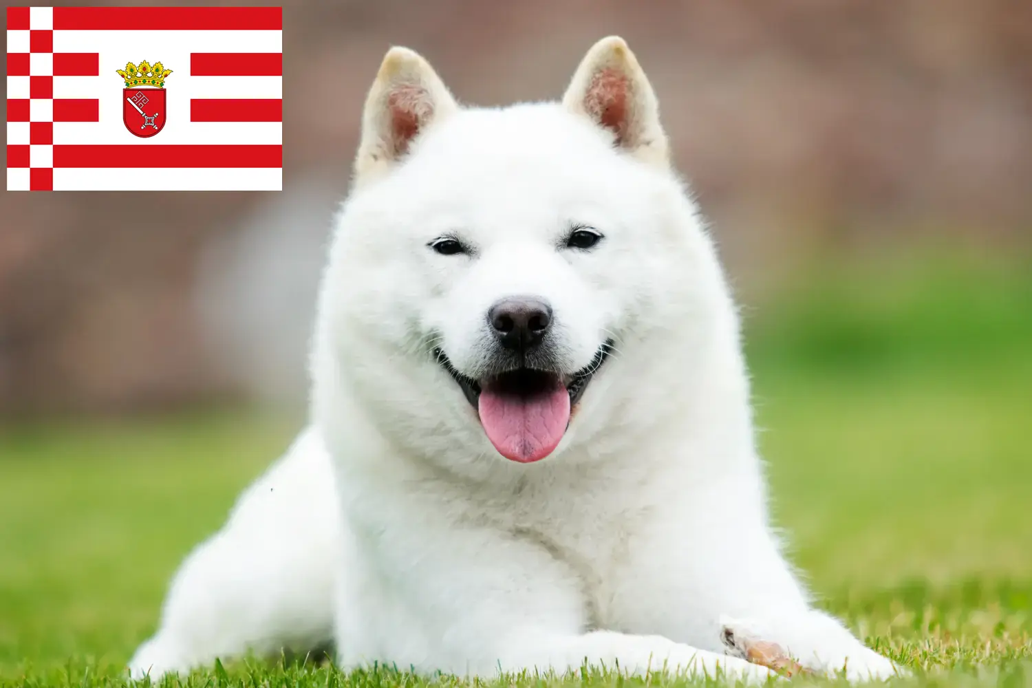 Hokkaido chiots et éleveurs Bremen Ici, tu trouveras des éleveurs d'Hokkaidos à Brême.