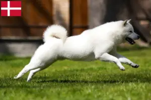 Lire la suite à propos de l’article Éleveurs de Hokkaido et chiots au Danemark