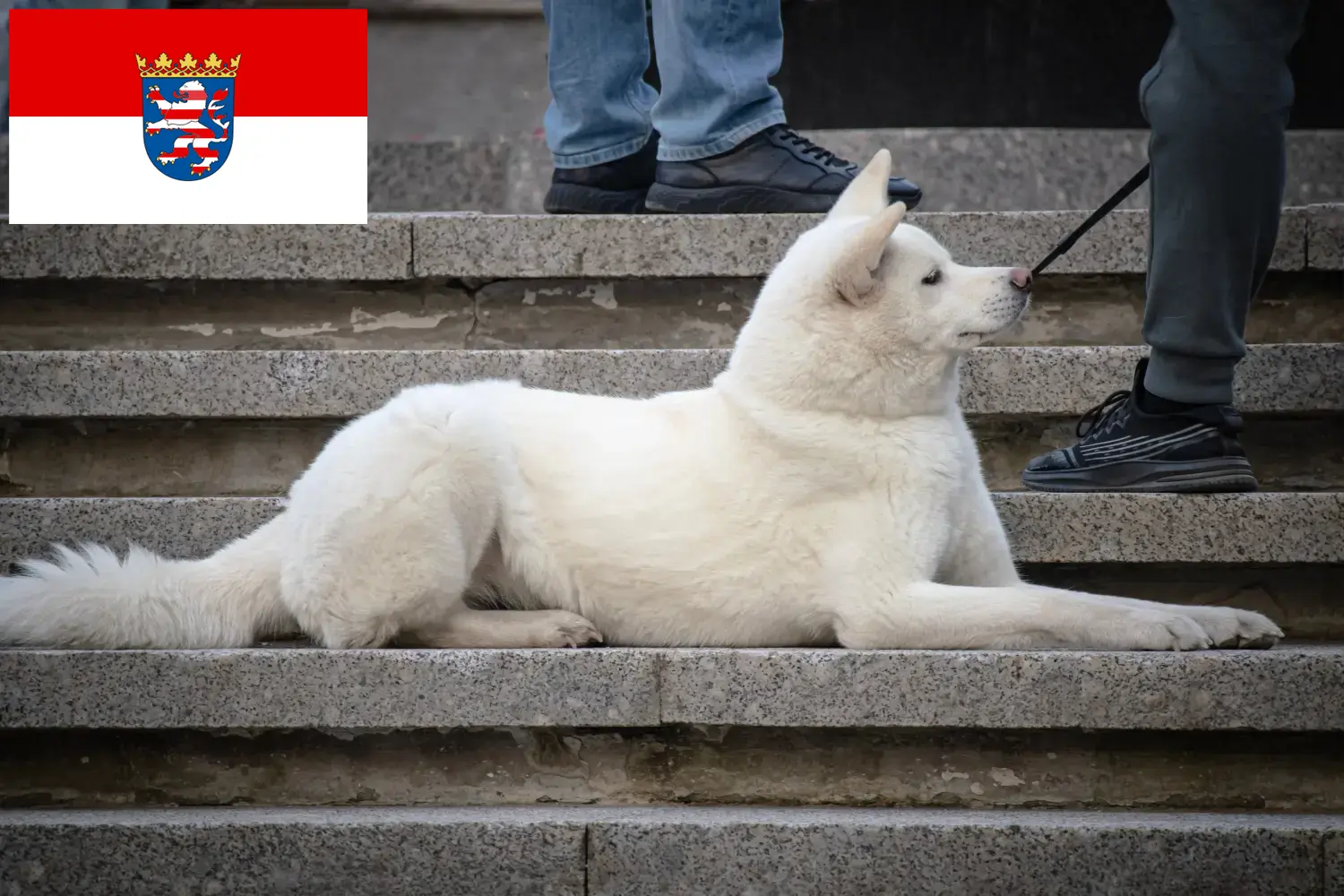 Hokkaido chiots et éleveurs Hesse Ici, tu trouveras des éleveurs d'Hokkaidos en Hesse.