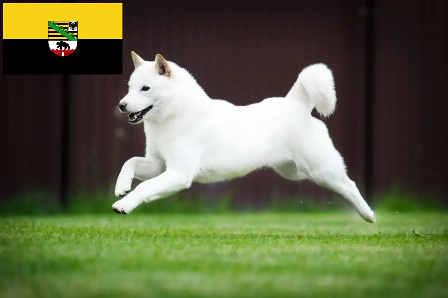 Hokkaido chiots et éleveurs Saxe-Anhalt Ici, vous trouverez des éleveurs de Hokkaidos en Saxe-Anhalt.