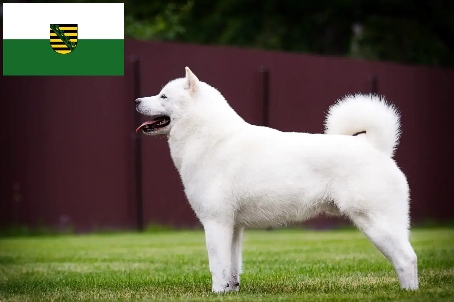 Hokkaido chiots et éleveurs Saxe Ici, tu trouveras des éleveurs de Hokkaidos en Saxe.