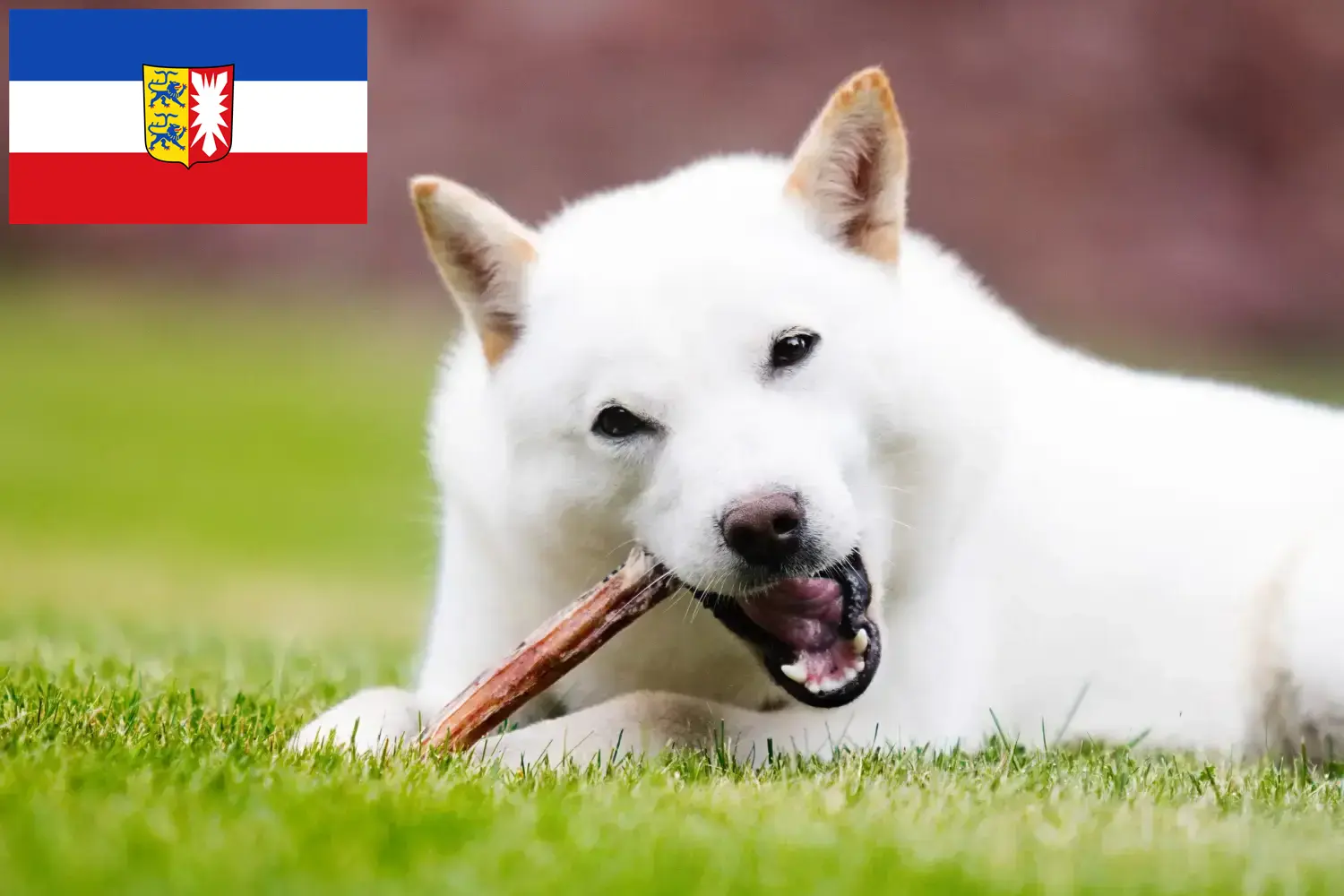 Hokkaido chiots et éleveurs Schleswig-Holstein Ici, tu trouveras des éleveurs de Hokkaidos dans le Schleswig-Holstein.
