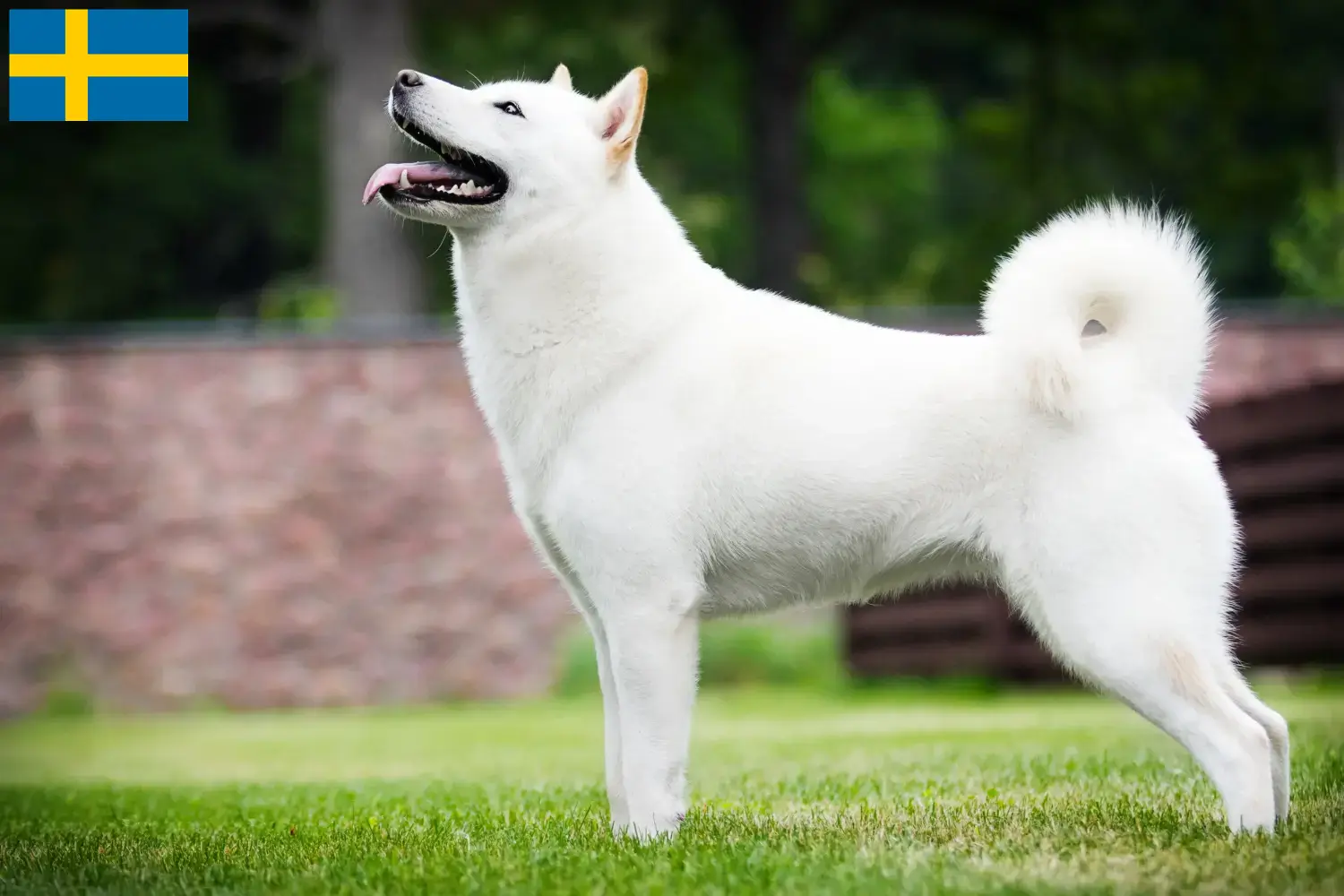 Hokkaido chiots et éleveurs Suède Ici, tu trouveras des producteurs d'Hokkaidos en Suède.