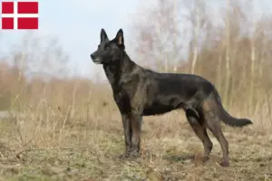 Lire la suite à propos de l’article Hollandse Herdershond éleveurs et chiots au Danemark