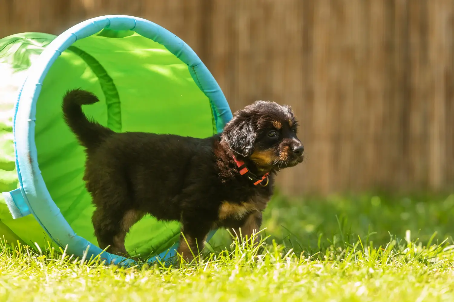 Acheter un chiot Hovawart, c'est prendre ses responsabilités ! Acheter des chiots Hovawart.