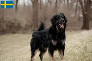 Lire la suite à propos de l’article Éleveurs de Hovawart et chiots en Suède