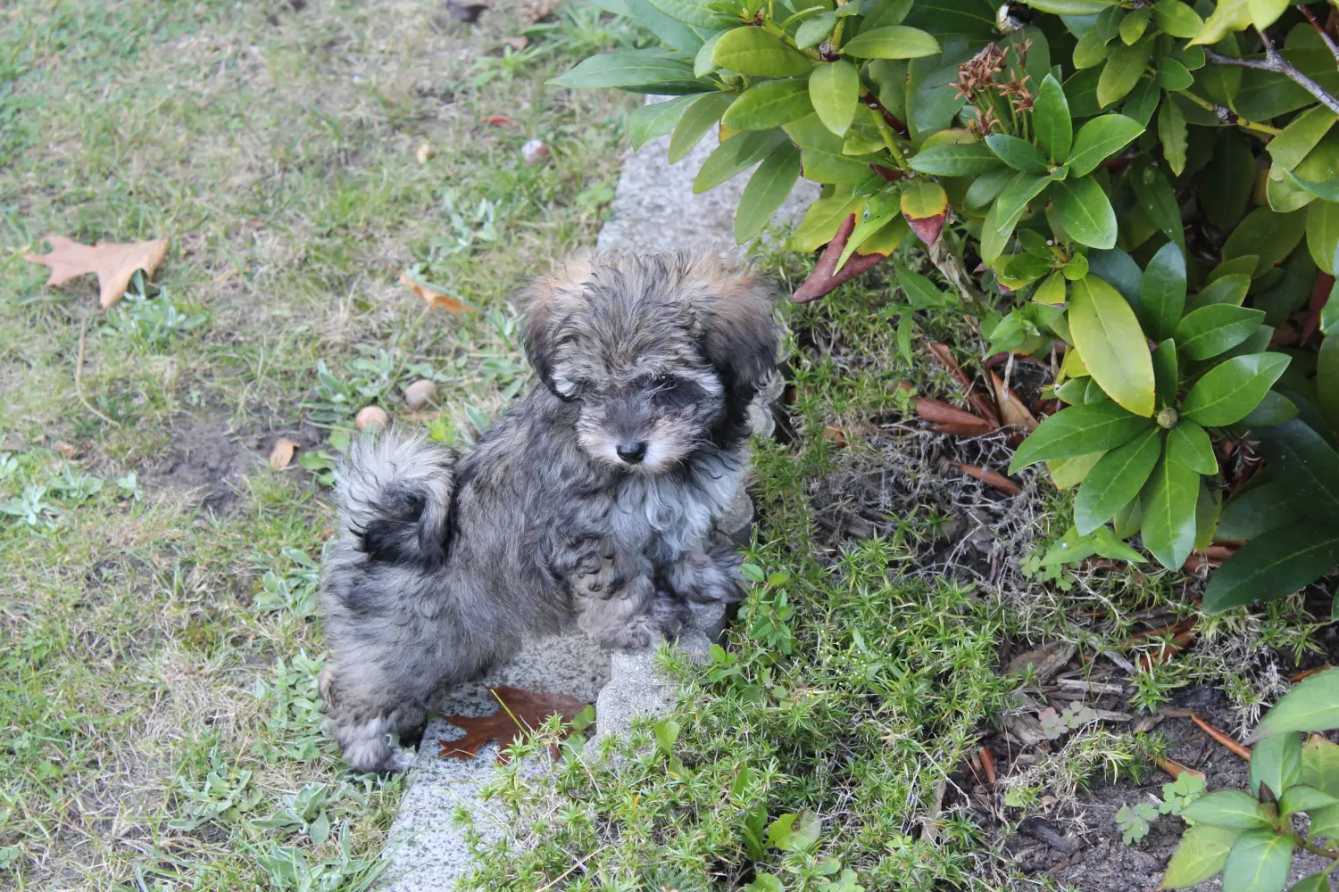 Acheter un chiot Irish Glen of Imaal Terrier, c'est prendre ses responsabilités ! Acheter des chiots Irish Glen of Imaal Terrier.