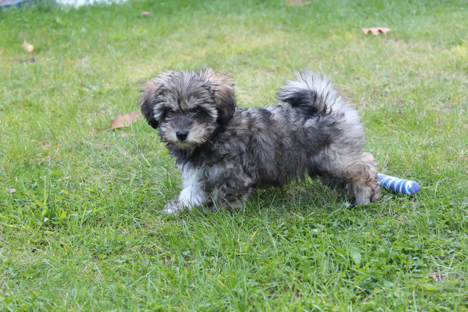 Acheter un chiot Irish Glen of Imaal Terrier, c'est prendre ses responsabilités ! Acheter des chiots Irish Glen of Imaal Terrier.