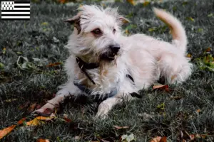 Lire la suite à propos de l’article Irish Glen of Imaal Terrier éleveurs et chiots en Bretagne
