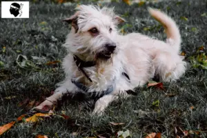 Lire la suite à propos de l’article Irish Glen of Imaal Terrier éleveurs et chiots en Corse