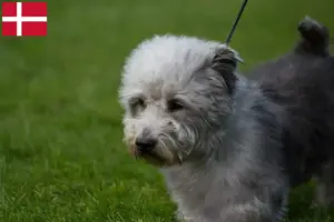 Lire la suite à propos de l’article Irish Glen of Imaal Terrier éleveurs et chiots au Danemark