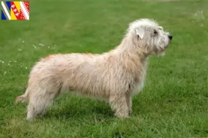 Lire la suite à propos de l’article Irish Glen of Imaal Terrier éleveurs et chiots en Grand Est