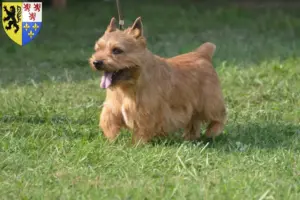 Lire la suite à propos de l’article Irish Glen of Imaal Terrier éleveurs et chiots en Hauts-de-France